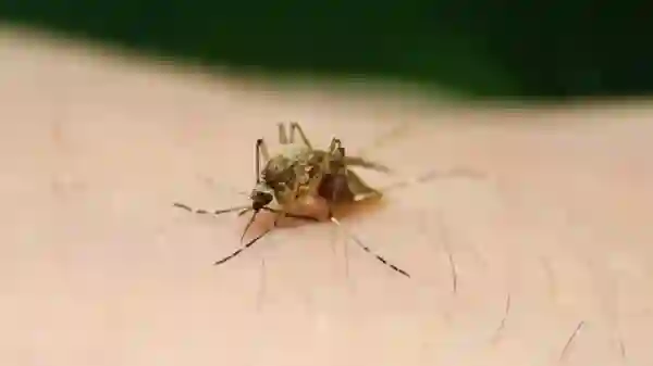 Mosquito