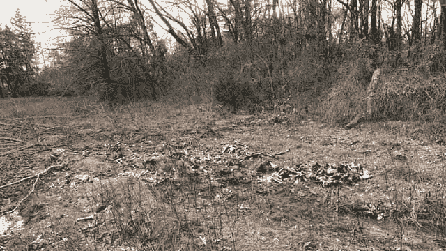 Hundreds of Deer Carcasses Dumped