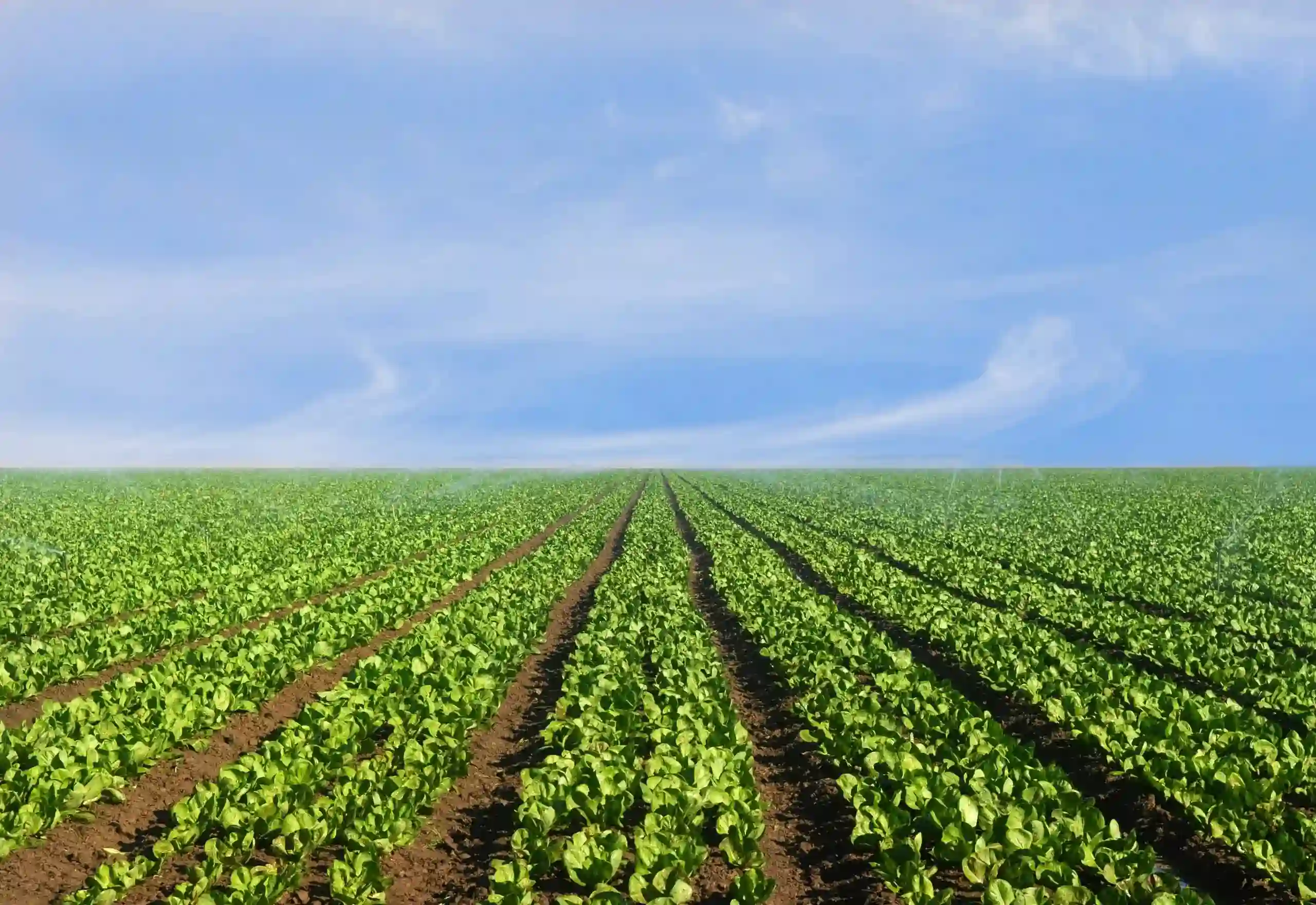 South Florida Farm Fields [Photo: Specialty Crop Industry]