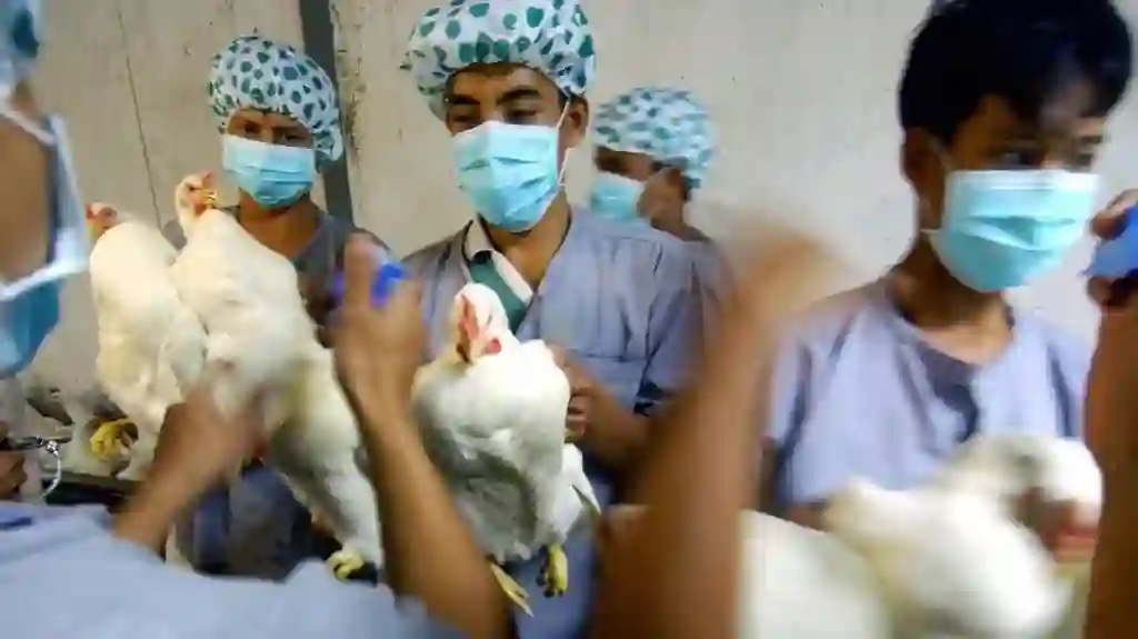 Human Bird Flu [Photo: Medical News Today]