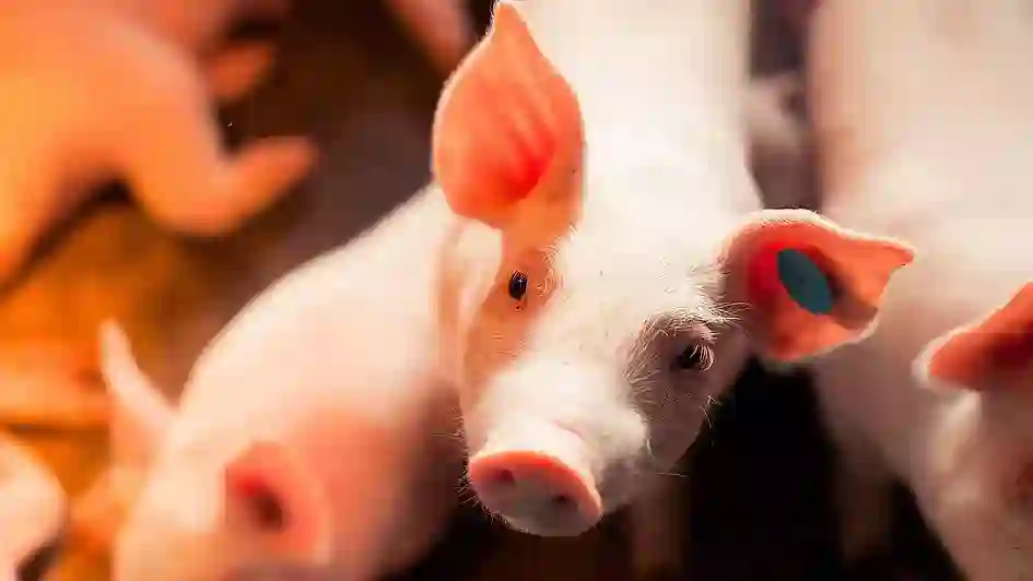 Arkansas Sales Tax on Swine Farming [Photo: Biomin]