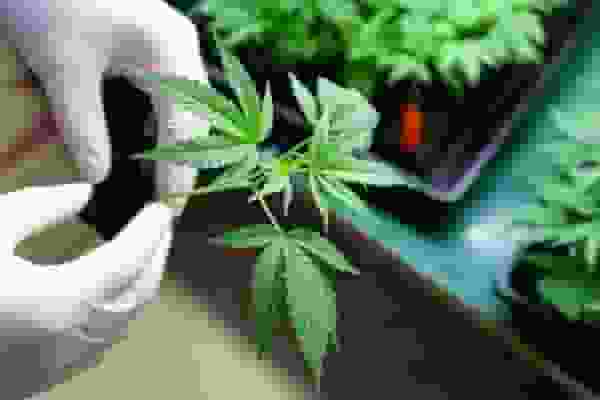 Oklahoma Marijuana Legalization [Photo: National Institute on Drug Abuse]