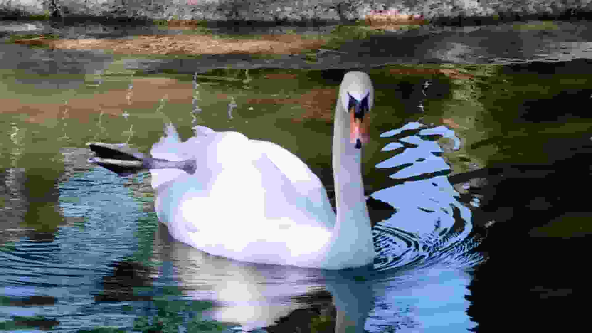 Three teenagers have been arrested after allegedly killing and eating Faye, a beloved swan, and abducting her baby swans. (Photo: Global News)