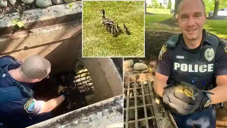 Pennsylvania Police Rescues Ducklings [Photo: Fox 29]