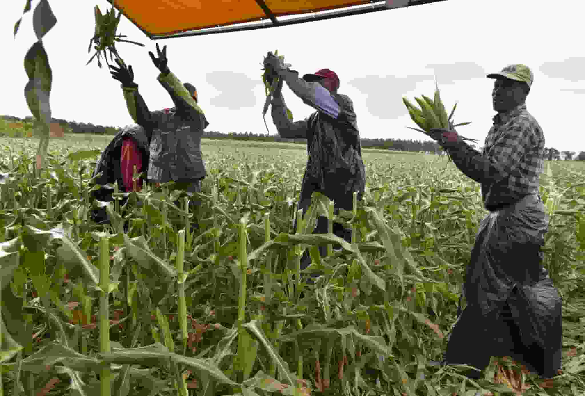 Agriculture Industry In Georgia