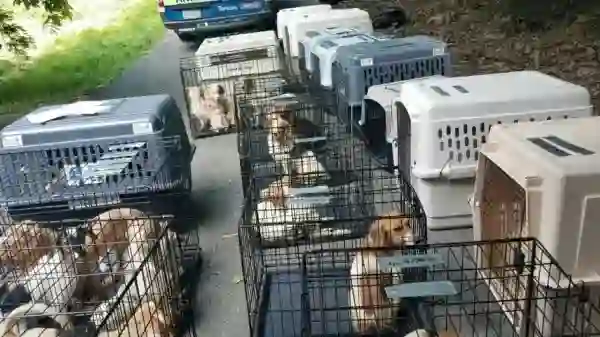 Animals Rescued in Pennsylvania [Photo: Fox News]