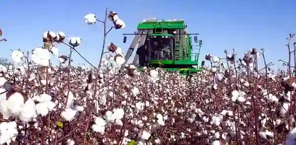 Cotton Market Review: Prices Fluctuate, Dec Records 360-Point Gain Amidst Volatile Trading Week (Photo: Ag Fax)