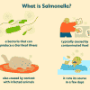 Salmonella Bacteria