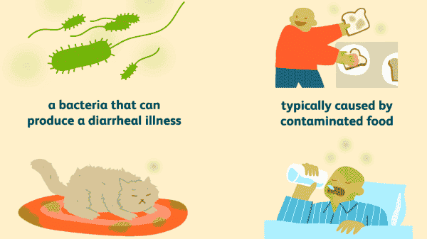 Salmonella Bacteria