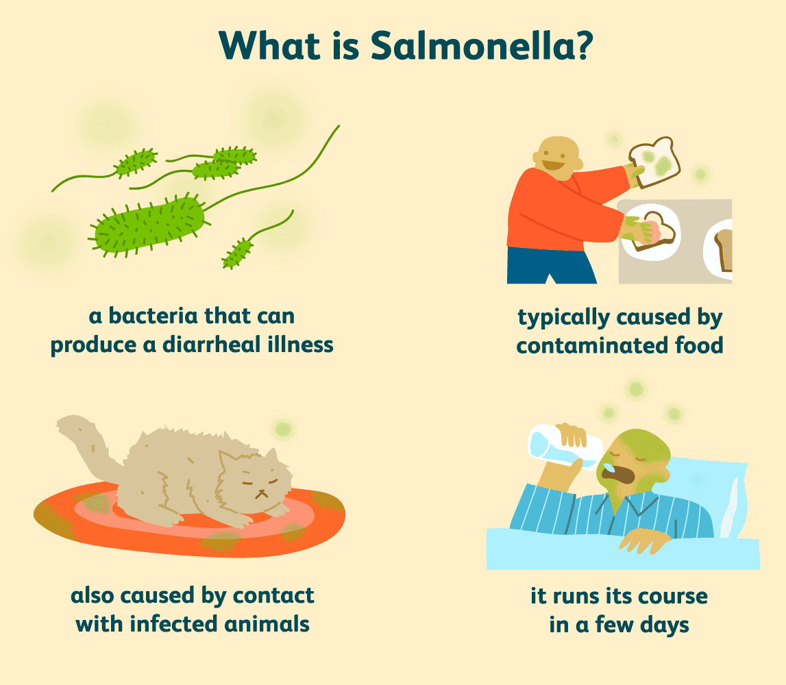 Salmonella Bacteria