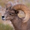 A desert bighorn sheep's death is currently being investigated in Arizona. (Photo: National Park Service)