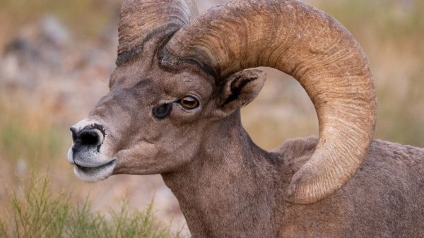 A desert bighorn sheep's death is currently being investigated in Arizona. (Photo: National Park Service)