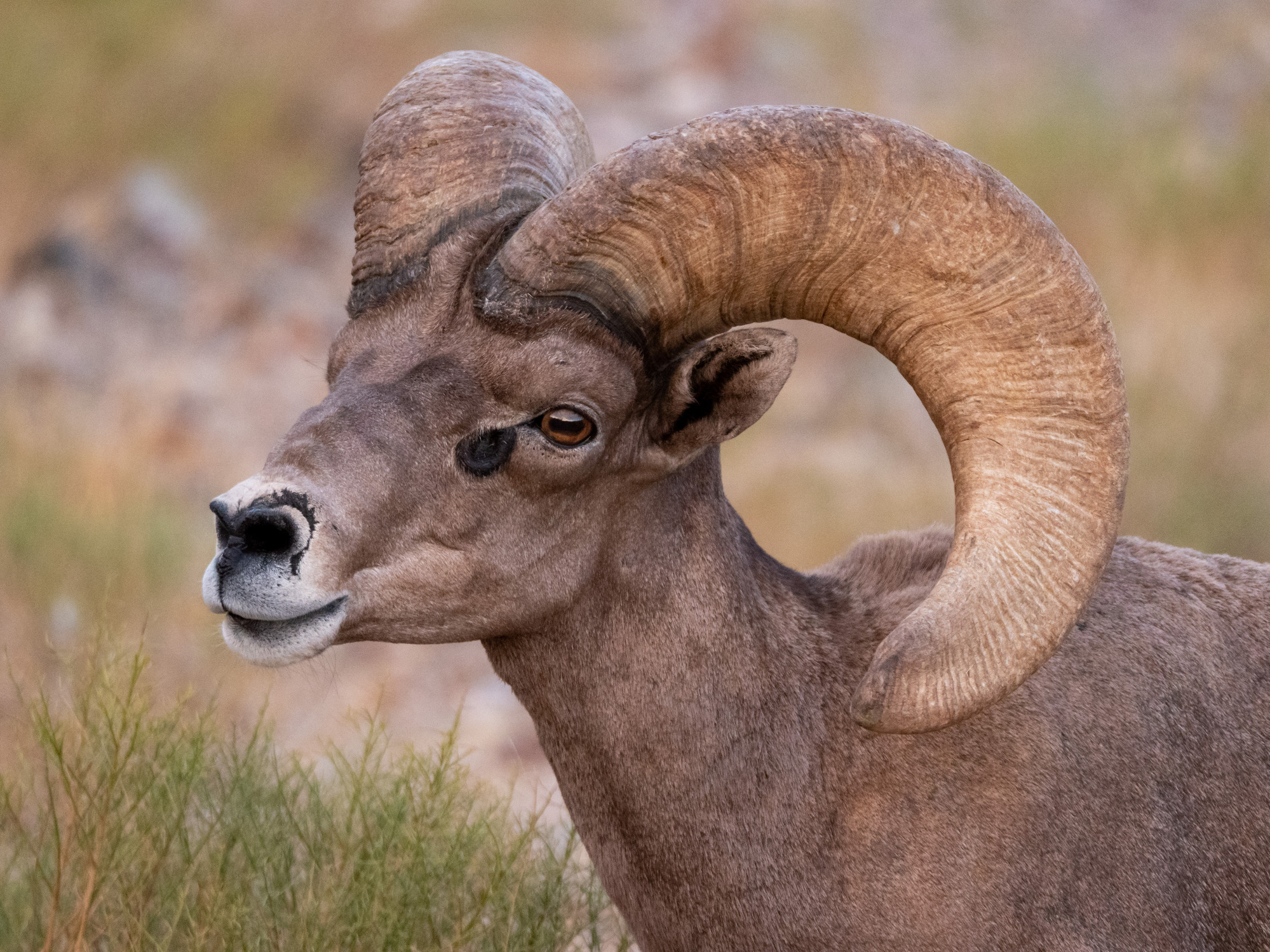 A desert bighorn sheep's death is currently being investigated in Arizona. (Photo: National Park Service)